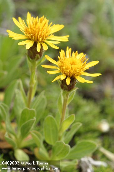 Lyall's Goldenweed