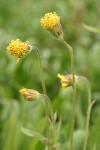 Nodding Arnica blossoms