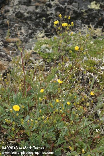Mountain Meadow Cinquefoil