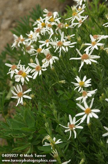 Olympic Aster