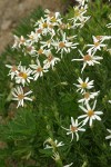 Olympic Aster