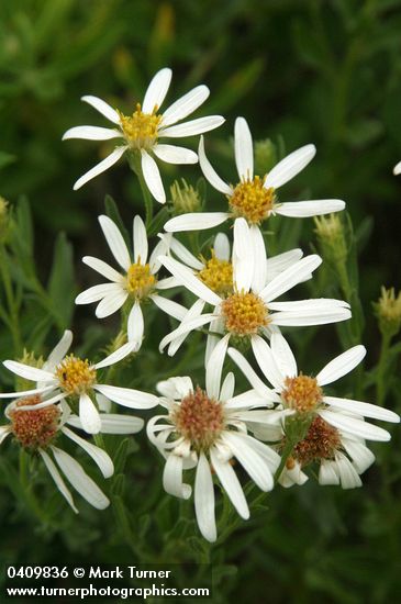 Olympic Aster blossoms detail