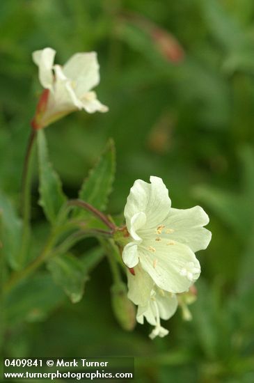 Yellow Fireweed blossoms & foliage detail