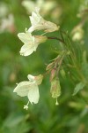 Yellow Fireweed blossoms & foliage detail