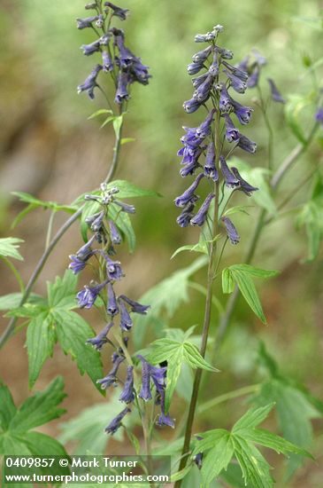 Tower Delphinium blossoms & foliage