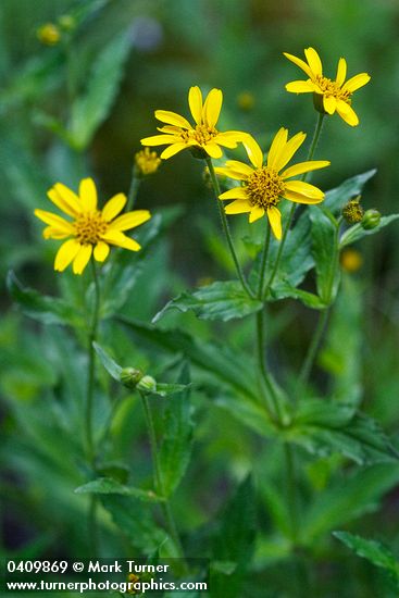 Clasping Arnica