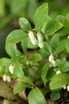 Eastern Teaberry 
