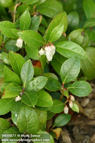 Eastern Teaberry 