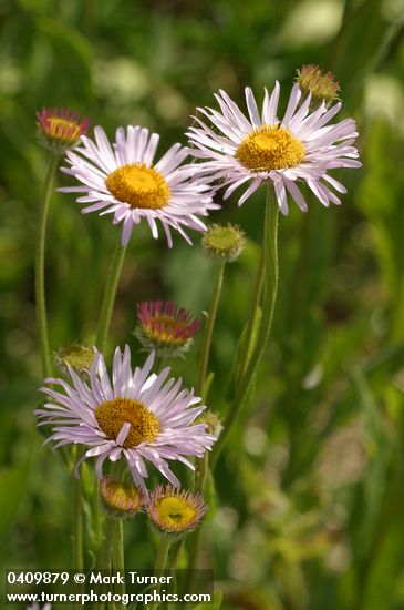 Alice Eastwood's Daisy blossoms & foliage