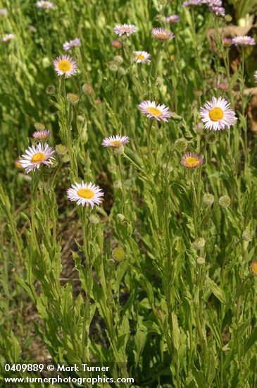 Alice Eastwood's Daisies