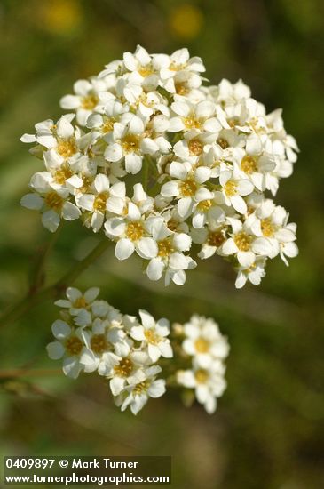 Mountain Boykinia blossoms detail