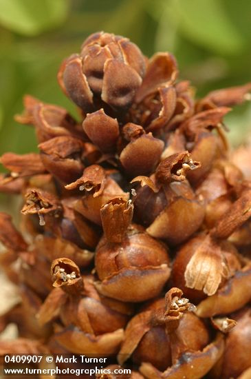 California Groundcone