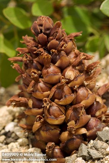 California Groundcone