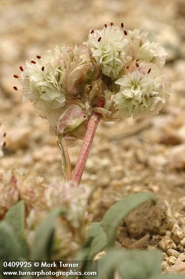 Oneseed Pussypaws blossoms & foliage detail