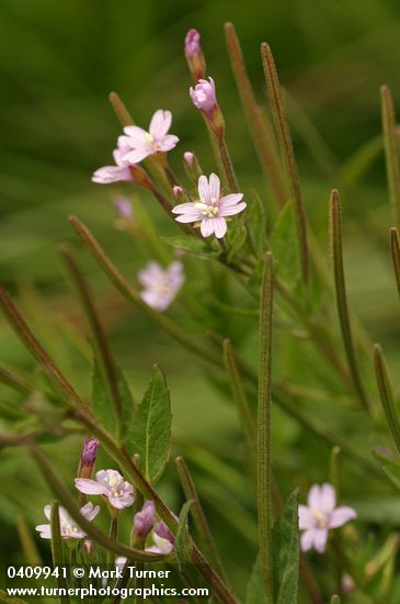 Alpine Brook Willow Herb blossoms & immature fruit
