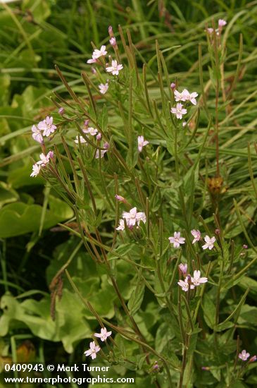 Alpine Brook Willow Herb