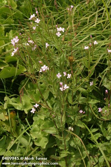 Alpine Brook Willow Herb