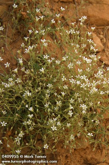 Nuttall's sandwort