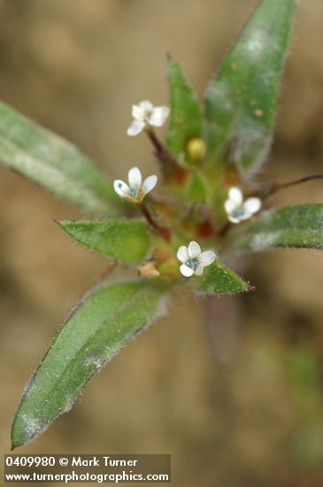 Yellow-staining Collomia blossoms & foliage detail