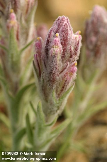 Splithair Indian Paintbrush bracts & blossoms detail