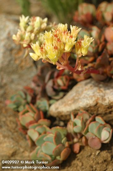 Sierra Sedum
