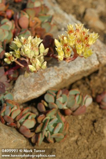 Sierra Sedum