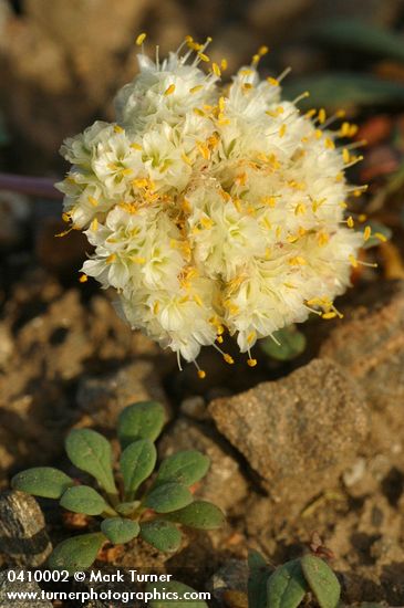 Pussypaws blossoms & foliage detail