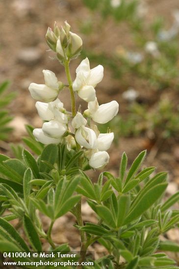 Anderson's Lupine