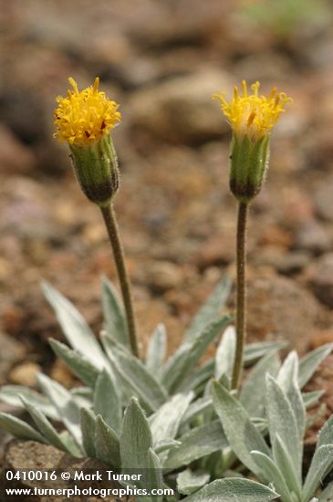 Silky Raillardella blossoms & foliage