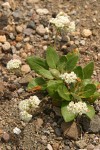 Shasta Buckwheat