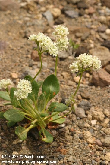 Shasta Buckwheat
