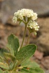 Shasta Buckwheat blossoms & foliage detail