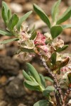 Shasta Knotweed blossoms & foliage detail