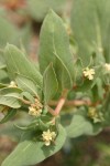 Newberry's Knotweed blossoms & foliage detail