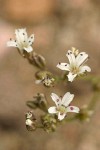 Crater Lake Sandwort blossoms detail