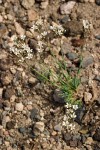 Crater Lake Sandwort