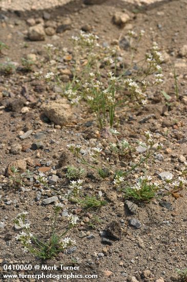 Crater Lake Sandwort