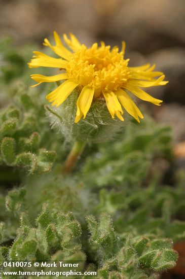 Dwarf Hulsea blossom & foliage detail