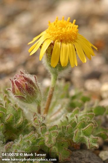 Dwarf Hulsea blossom & foliage detail