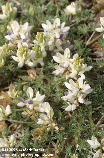 Elegant Lupine (white form) blossoms & foliage detail