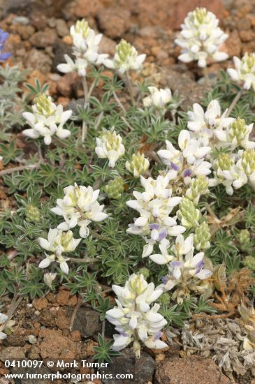 Elegant Lupine (white form) blossoms & foliage detail