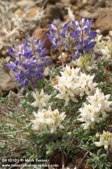 Elegant Lupine (white & blue forms) blossoms & foliage detail