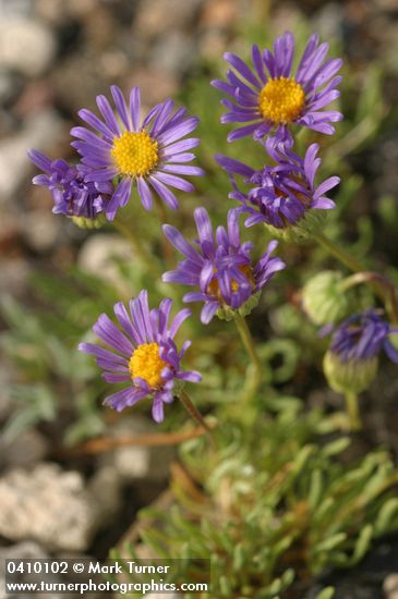 Blue Dwarf Fleabane
