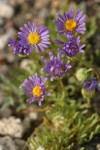 Blue Dwarf Fleabane