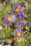 Blue Dwarf Fleabane