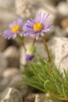 Blue Dwarf Fleabane blossoms & foliage detail