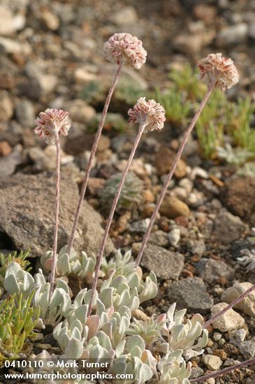 Cushion Buckwheat