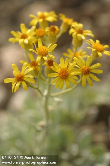 Woolly Butterweed