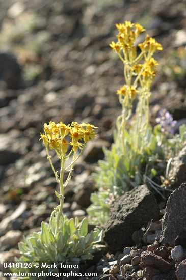 Woolly Butterweed