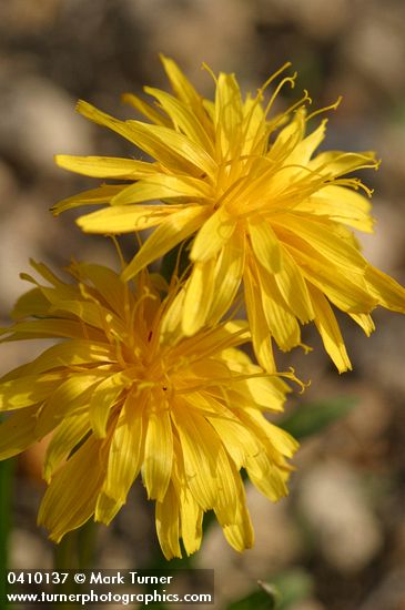 Smooth Mountain Dandelion blossoms detail